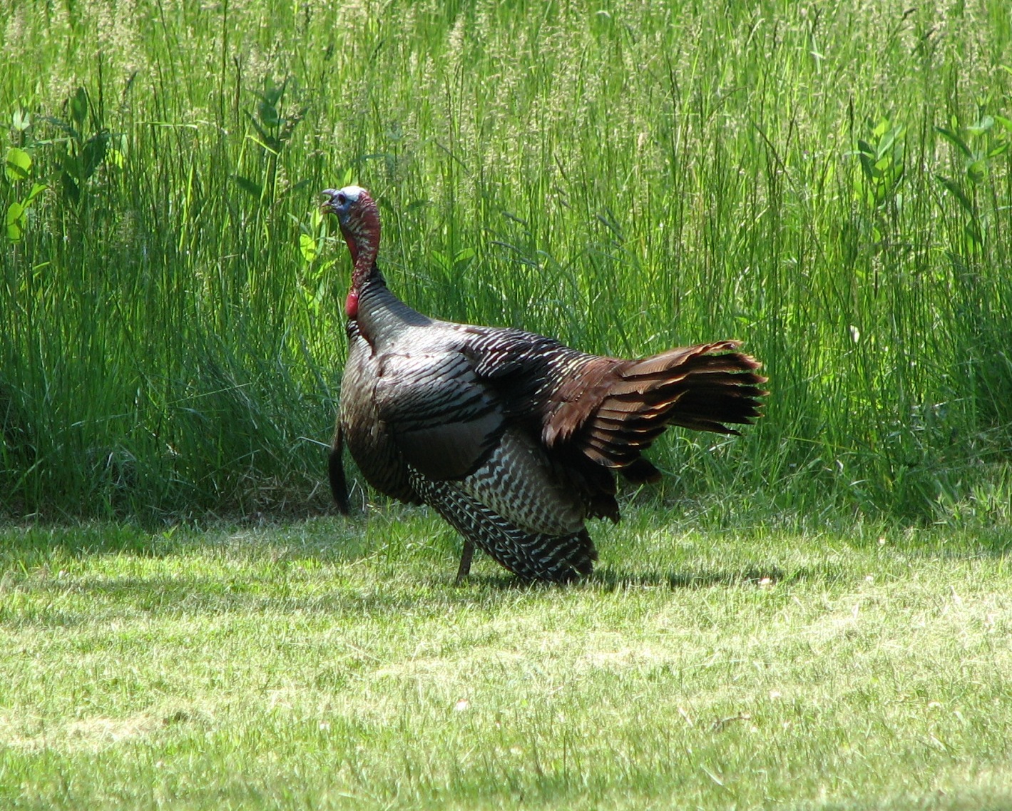 Hunting Turkey Quantico iSportsman